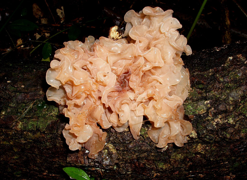 Tremella? (cfr. Tremella foliacea)